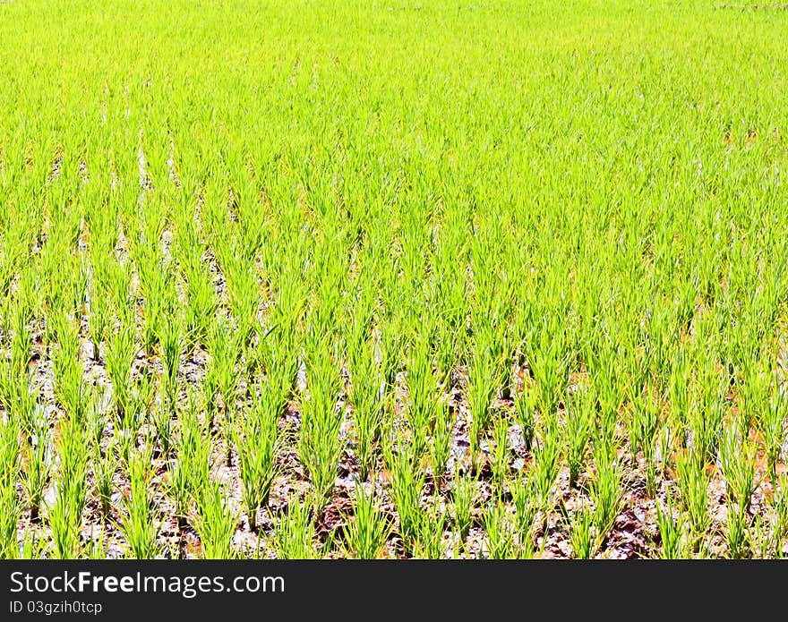 From rice immature No ears of corn on the muddy ground