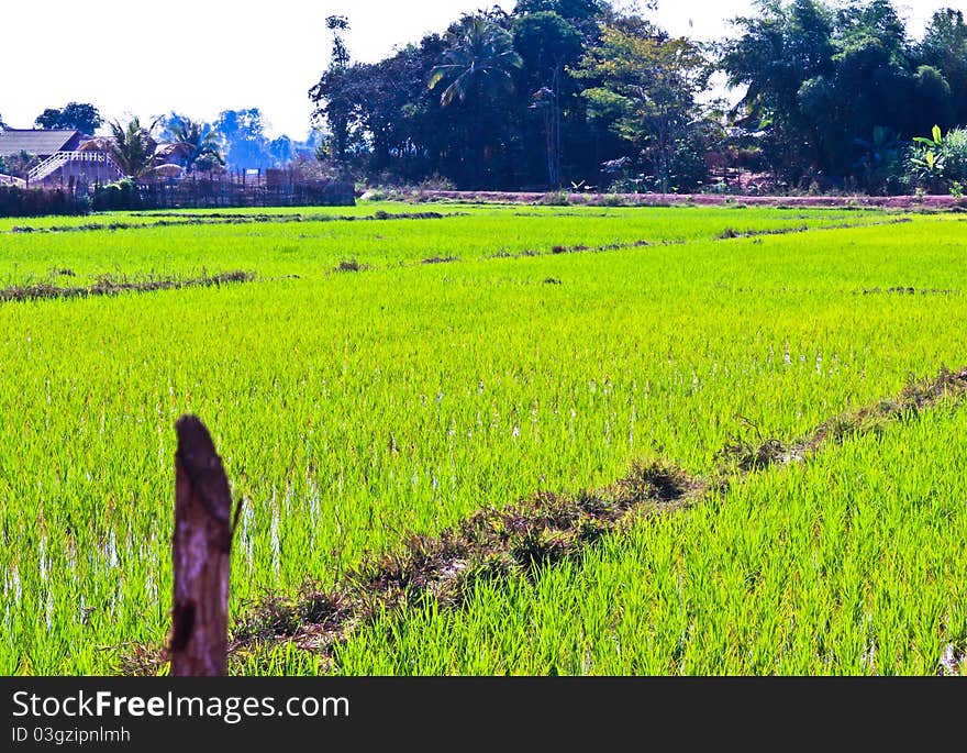 From rice immature