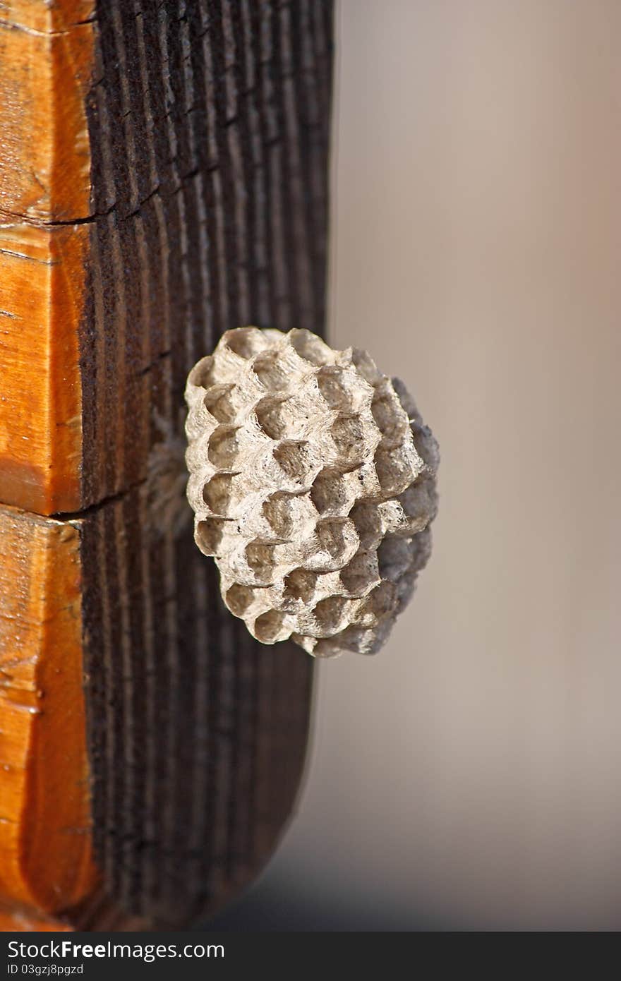 Empty little paper wasp nest