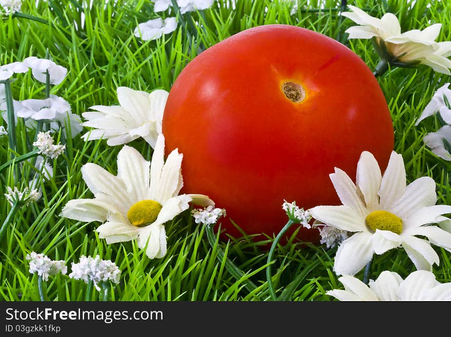 A single fresh tomato on artificial grass and daisies . A single fresh tomato on artificial grass and daisies