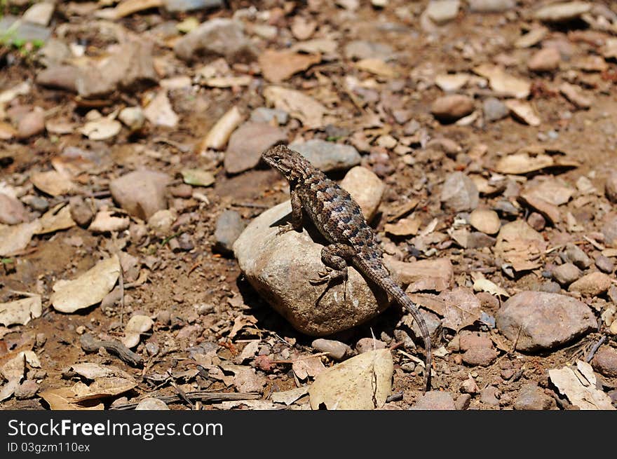 Sunbathing lizard