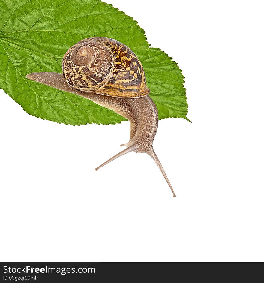 Clsoe Up Of Burgundy Snail