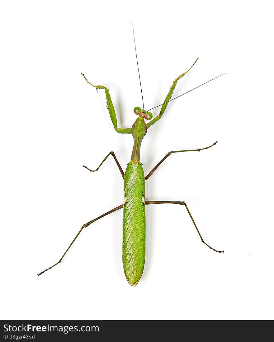 Green Mantis