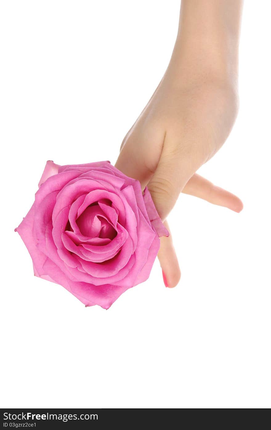 Female hand with pink rose isolated on white