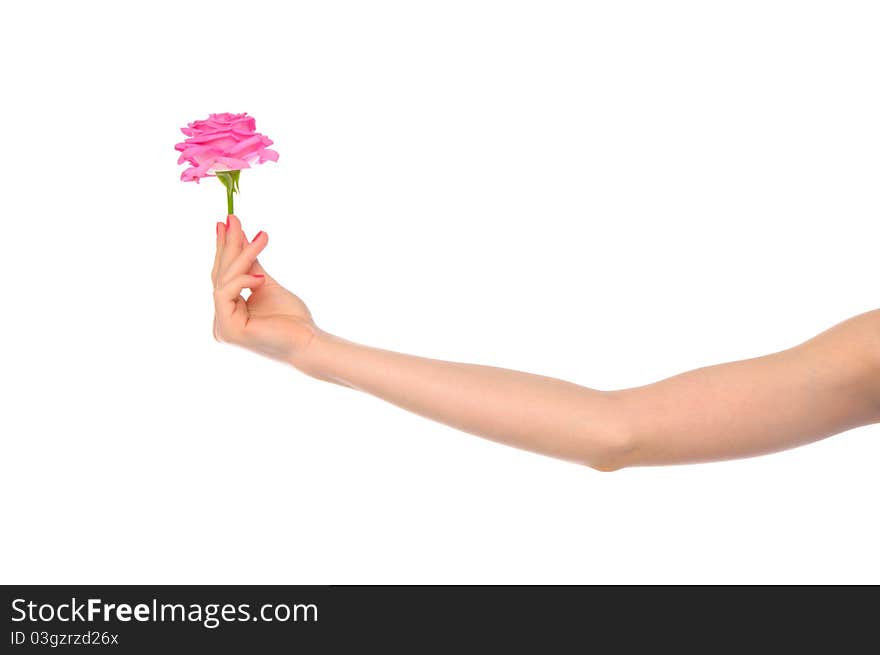 Female hand with pink rose isolated on white