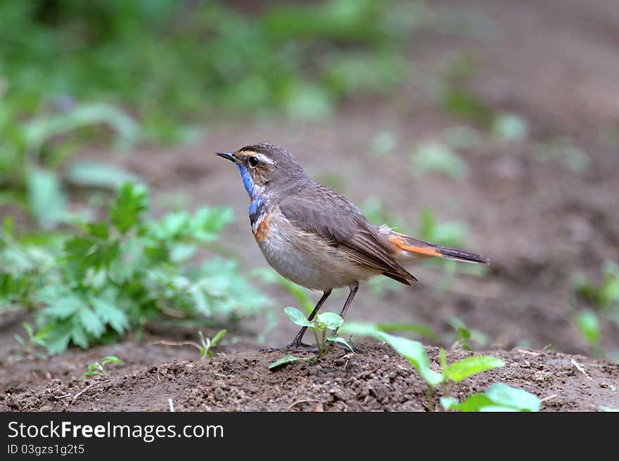 This is a bluethroat bird in garden.Photo taken
on May 2011.