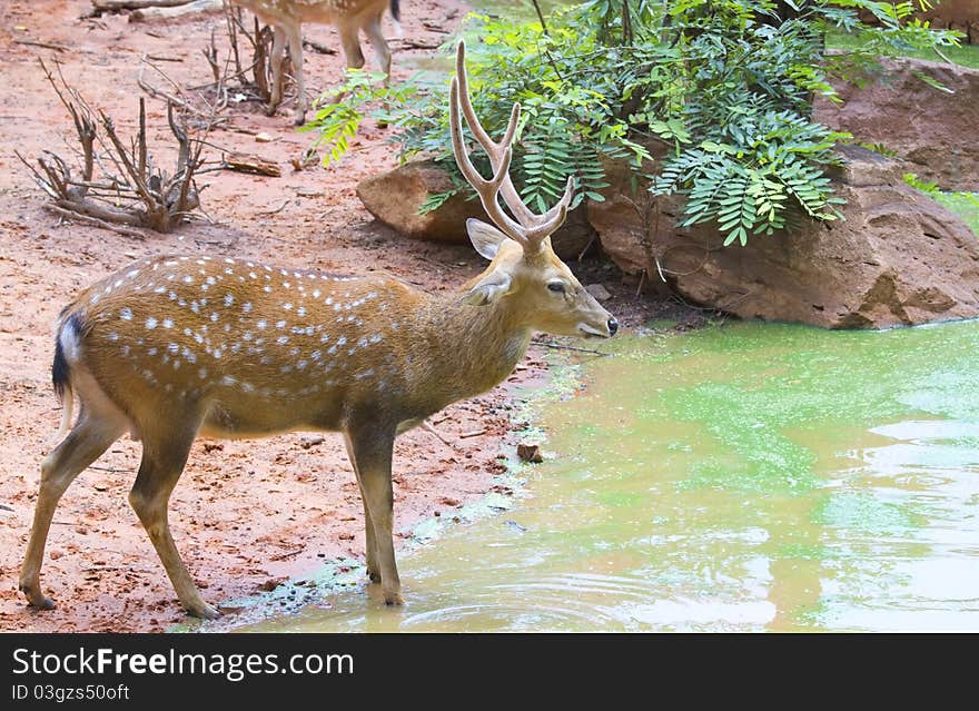 Deer in the zoo,Deer