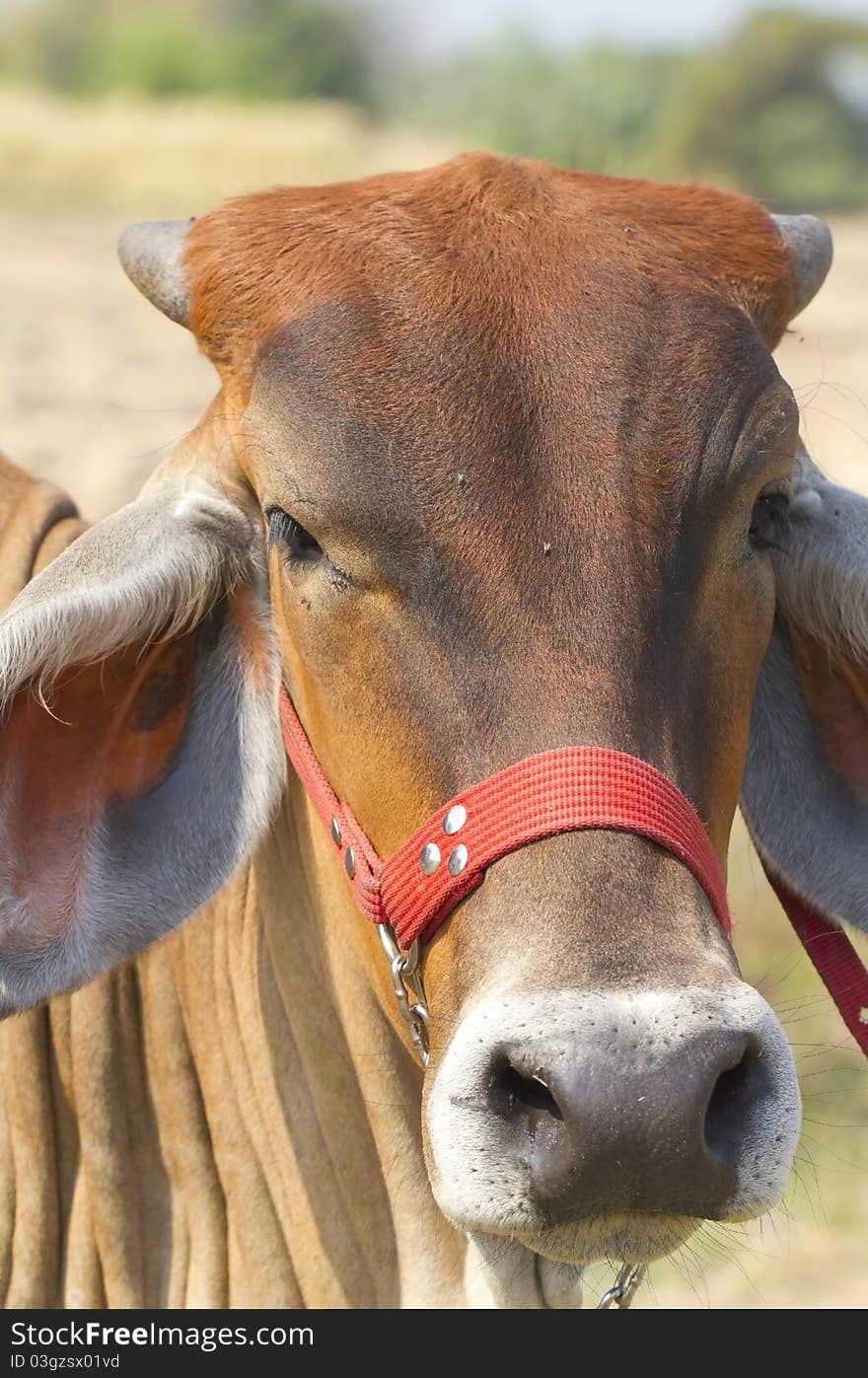 Bovine animals of the farmers. Bovine animals of the farmers.