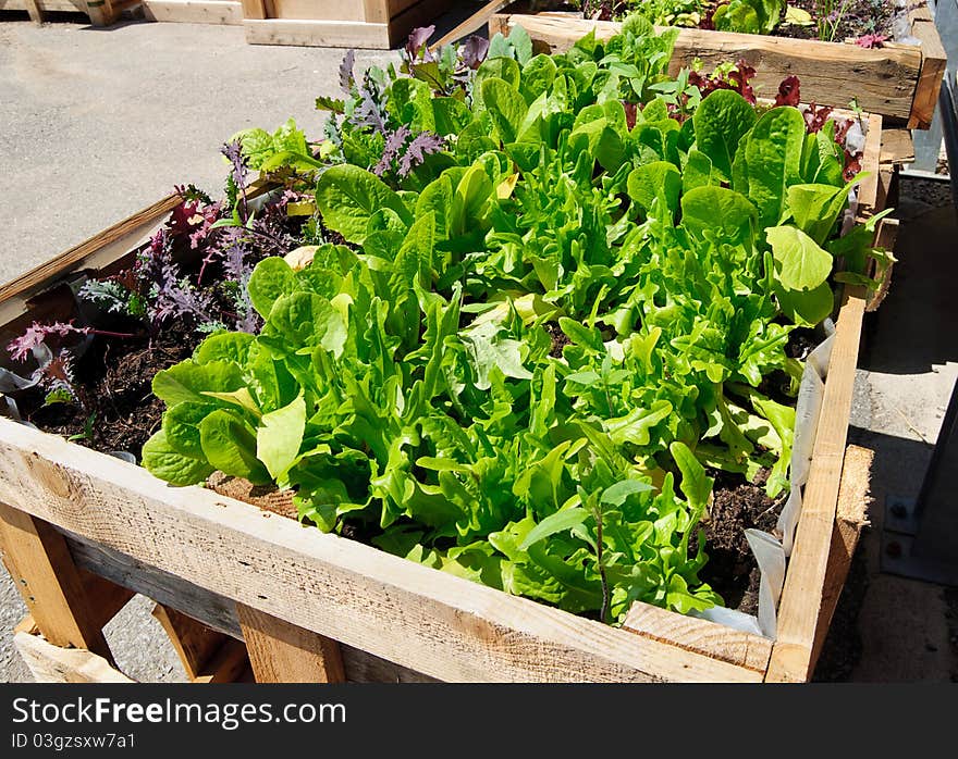 Lettuce seedlings