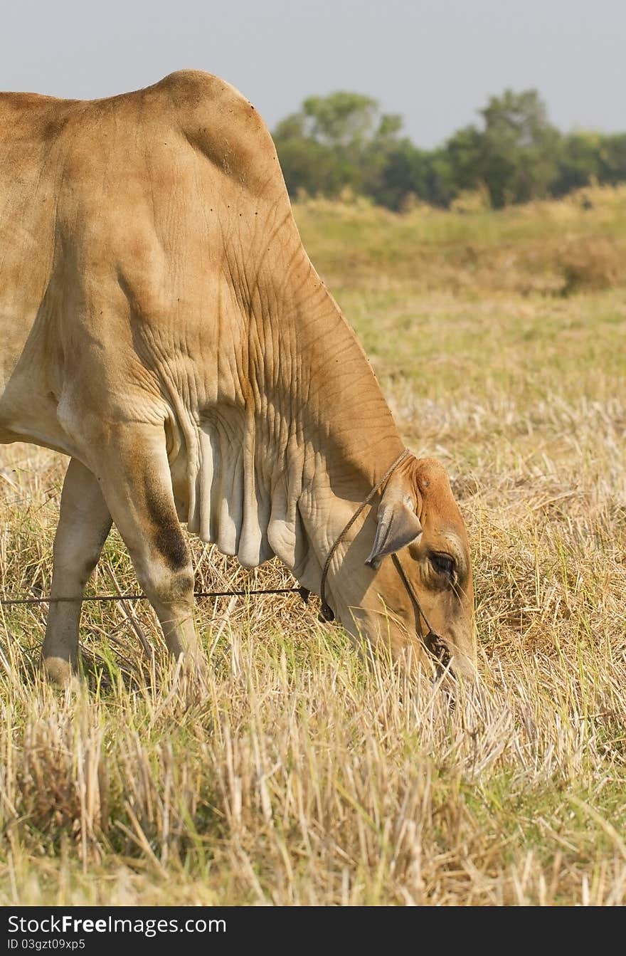 Bovine animals of the farmers. Bovine animals of the farmers.