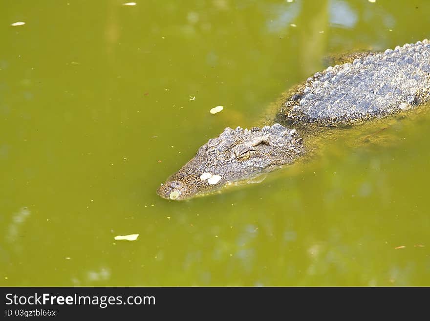 Freshwater crocodiles in the zoo.