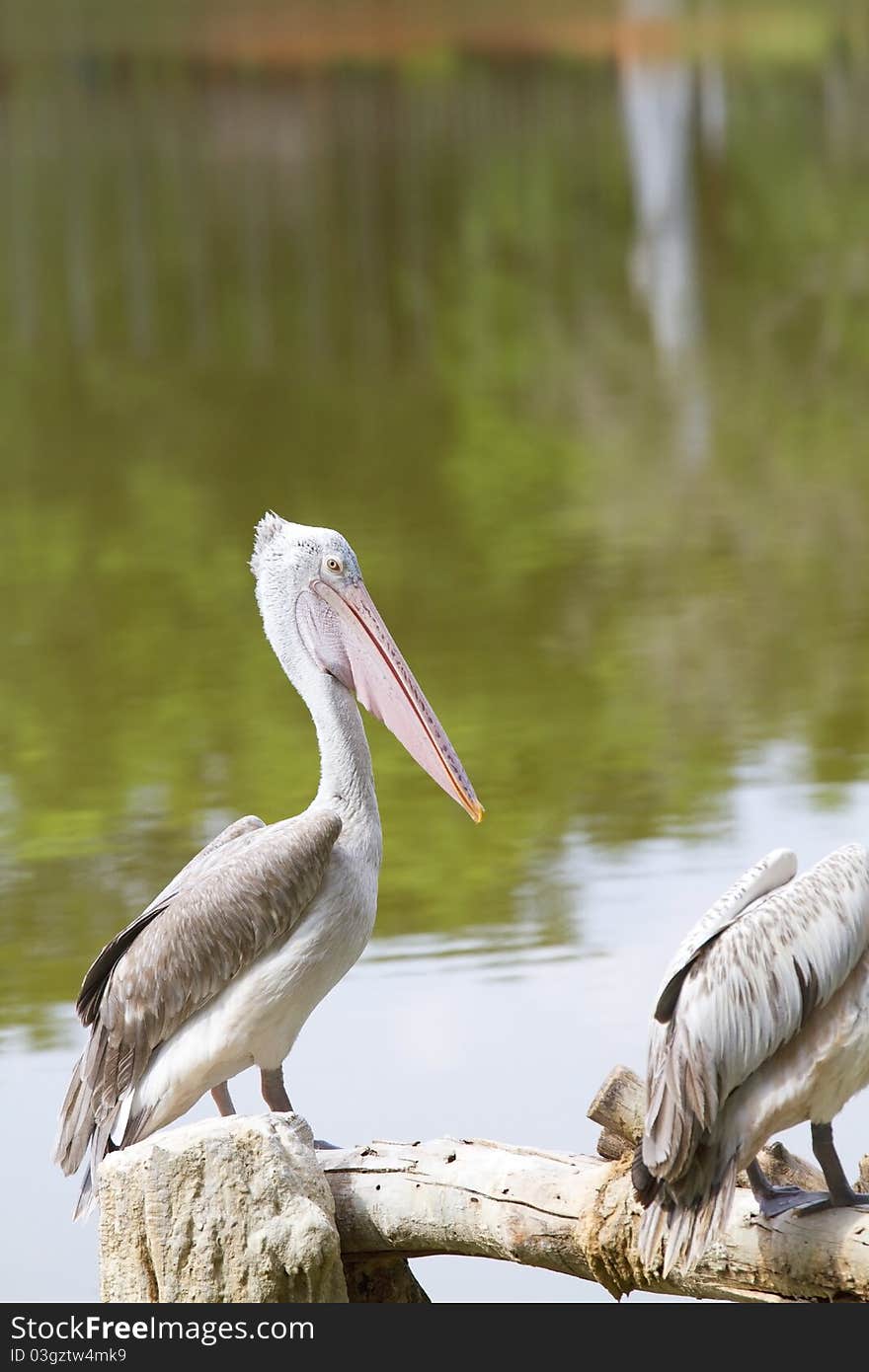 Spot-billed pelican at the zoo.