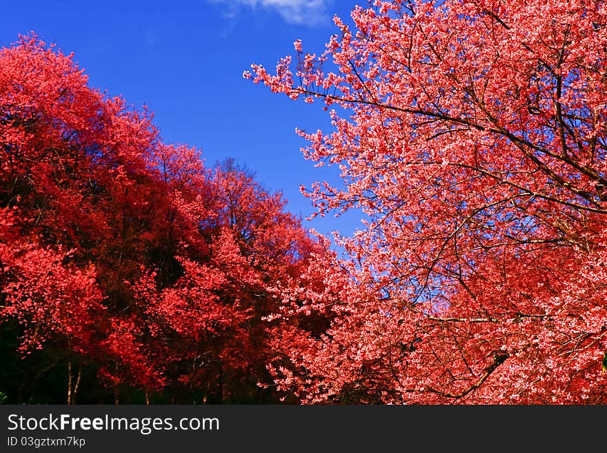 Himalayan Cherry Flower