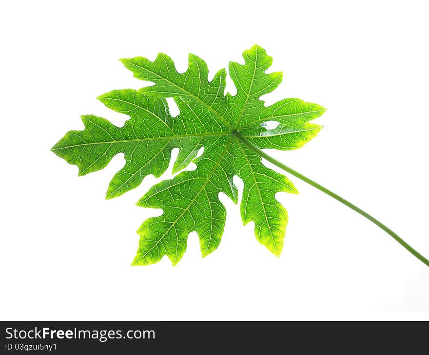 Papaya Leaves