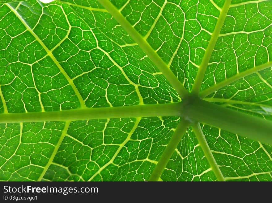 Papaya leaves