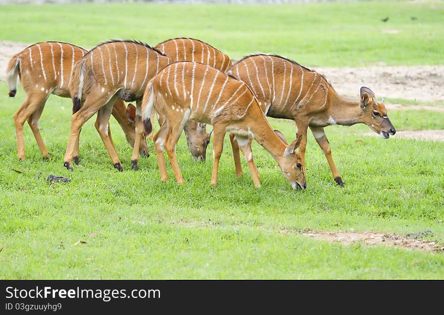 Deer in the zoo,Deer