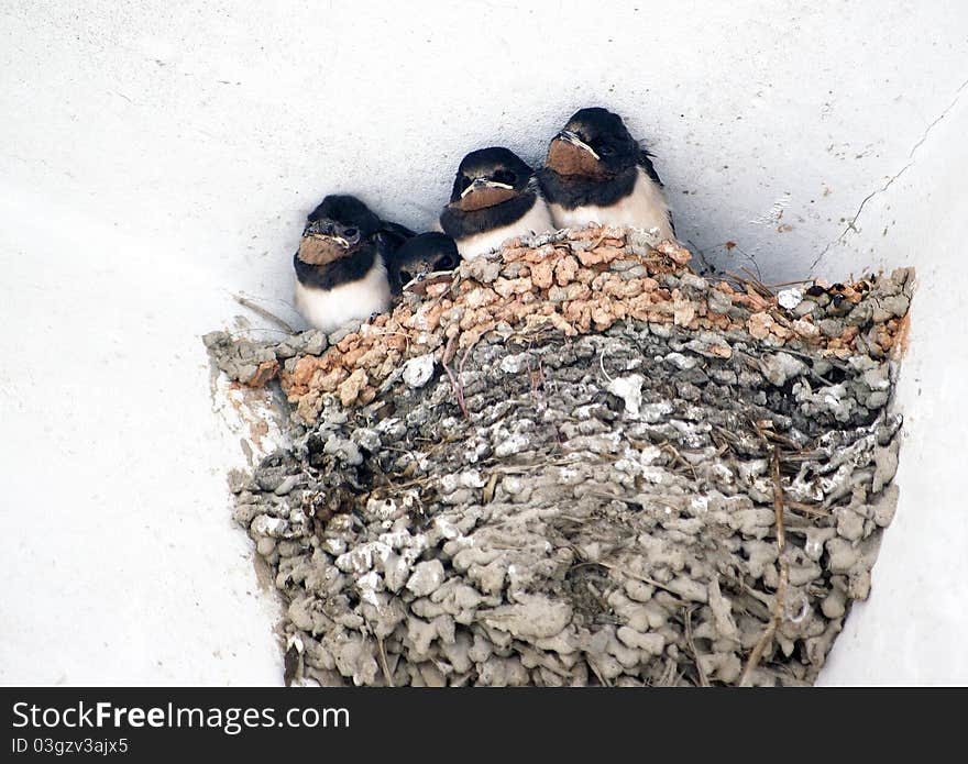 Baby swallows