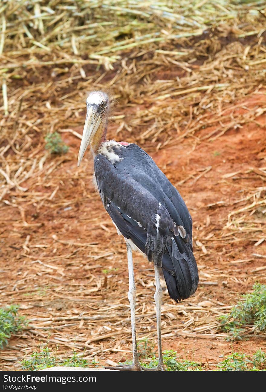 Spot-billed pelican at the zoo.