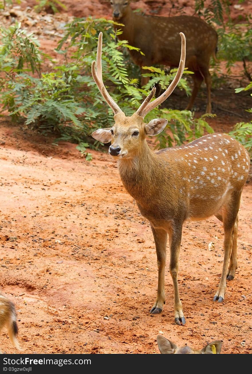 Deer in the zoo,Deer