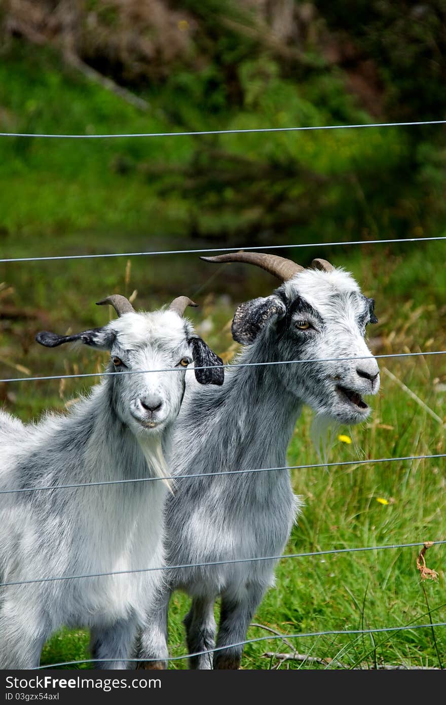 The goats have to be kept in their own paddock otherwise they cause trouble among the other animals. The goats have to be kept in their own paddock otherwise they cause trouble among the other animals