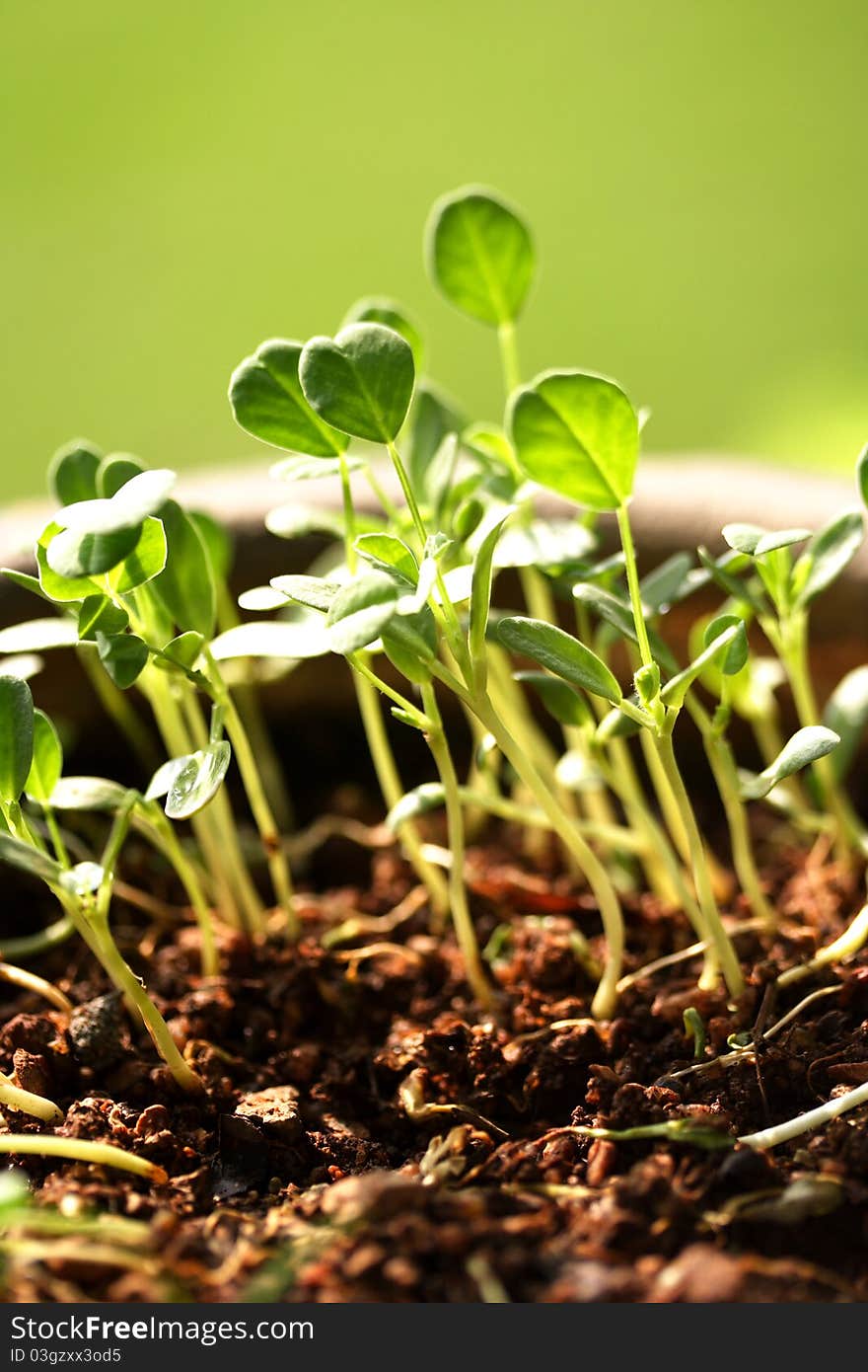 Small plants growing from soil. Small plants growing from soil