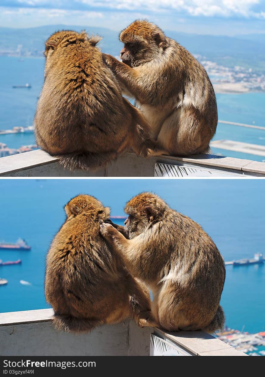 Brown barbary monkey grooming another one in Gibraltar. Brown barbary monkey grooming another one in Gibraltar