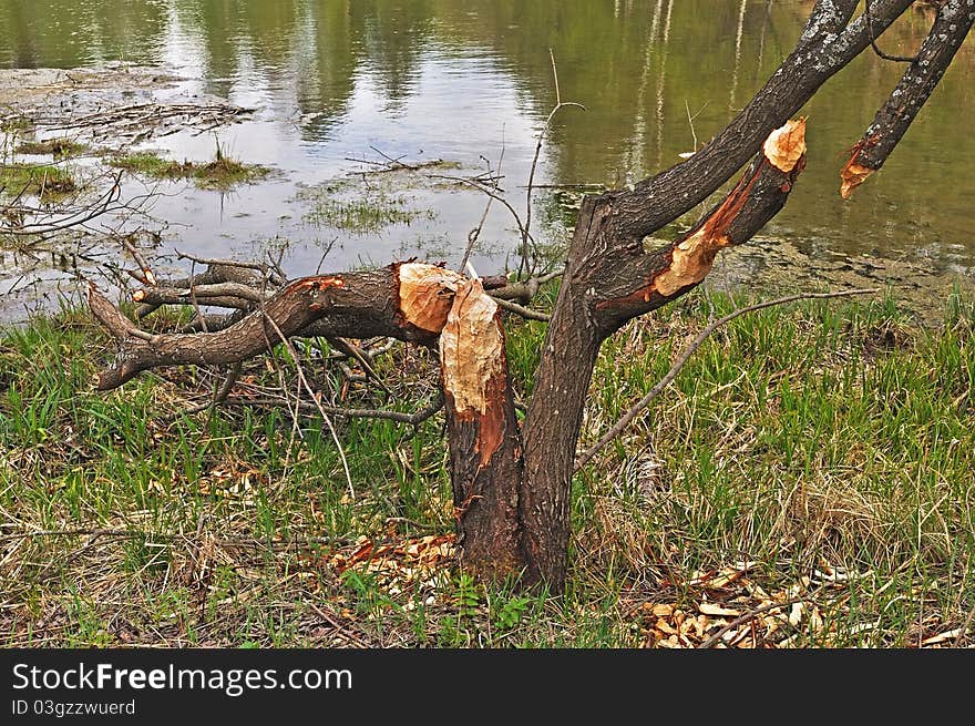 Tree trunk cut down by a beaver