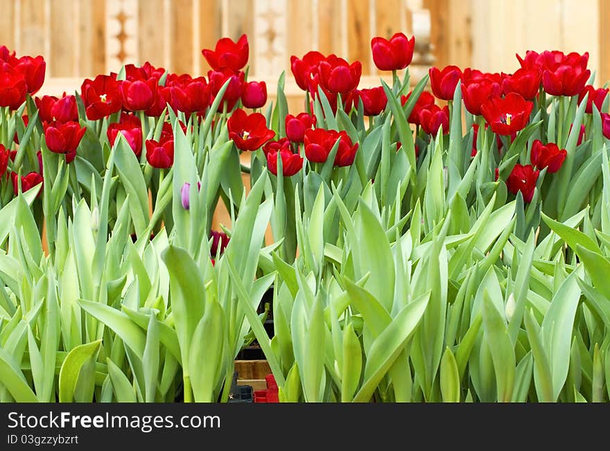 Tulip beautiful red color,Tulip