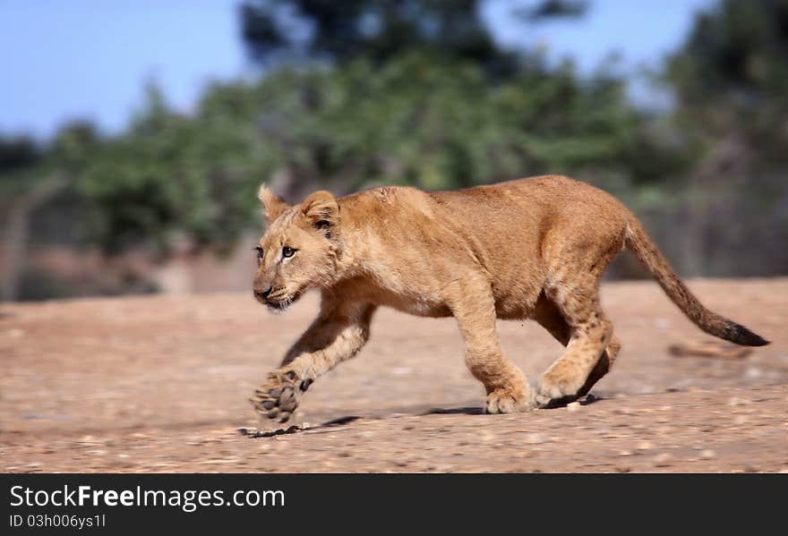 A young lion cub running. A young lion cub running