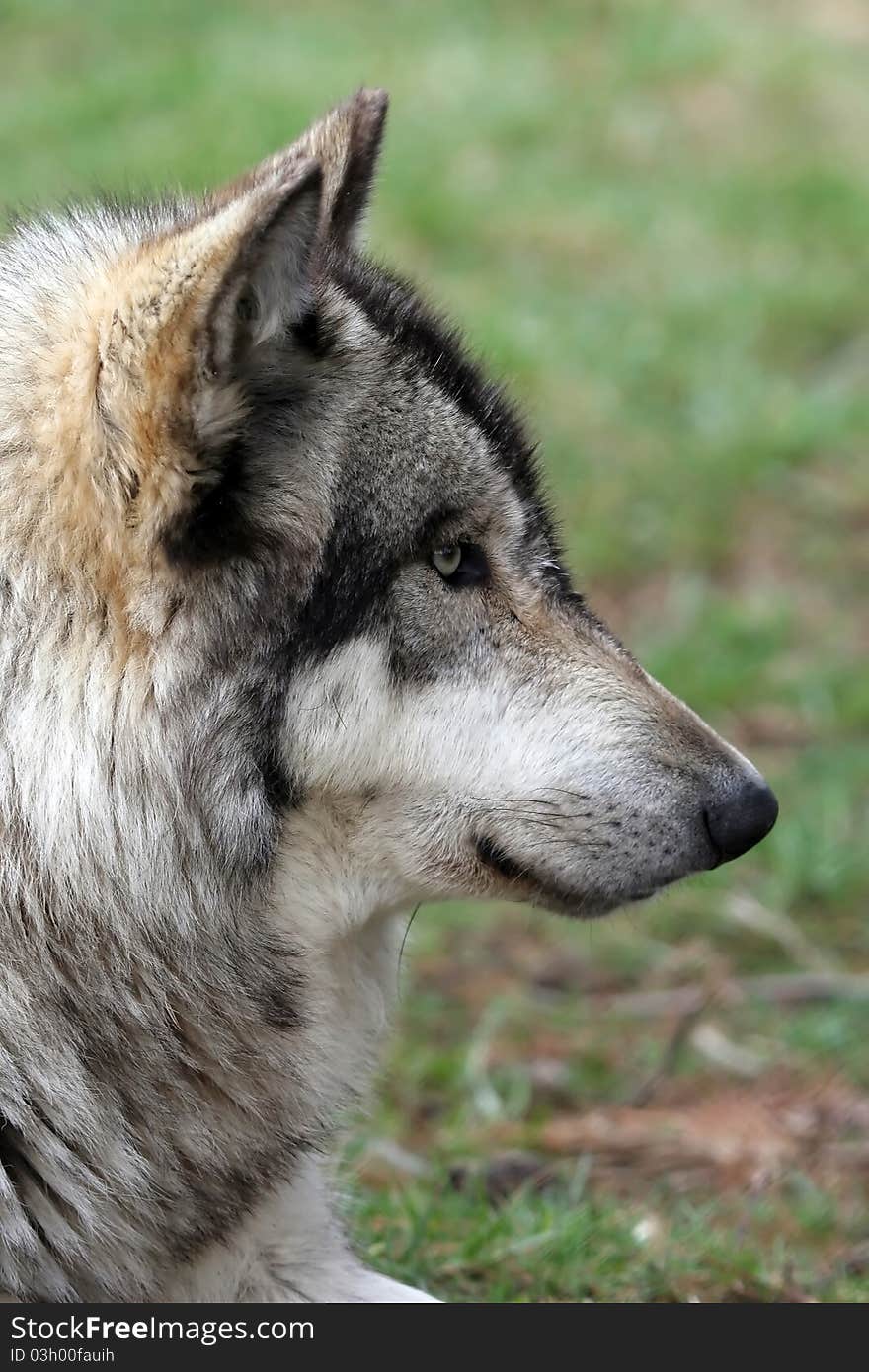 A wolf profile with a green background