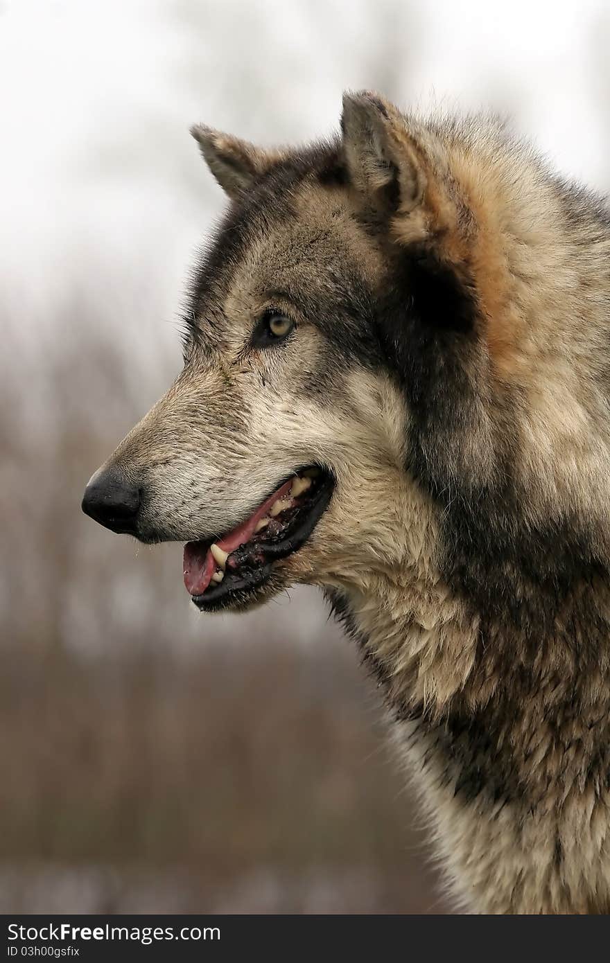 A  wolf profile with a brown