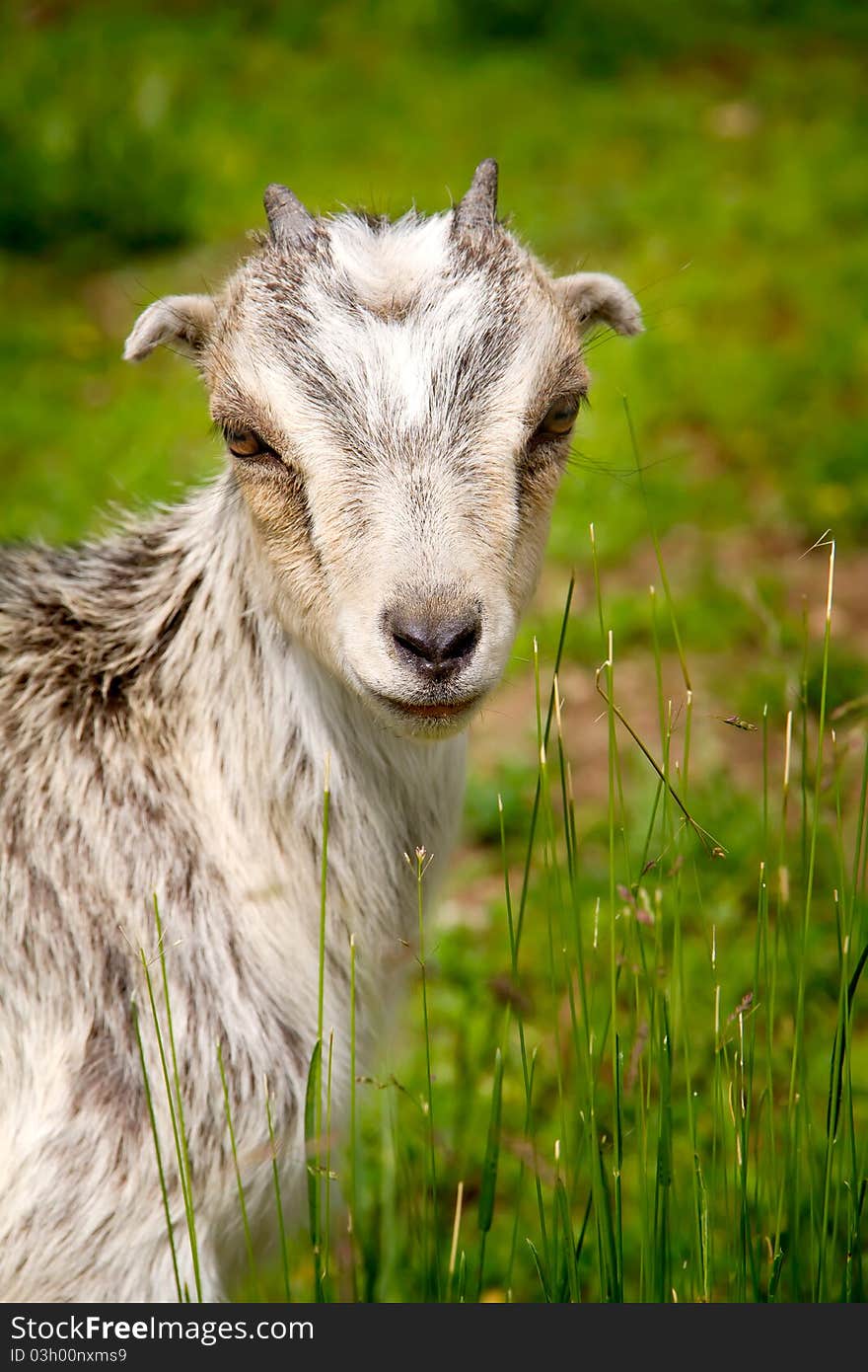 A vertical color image of a farm goat grazing in a field. Goats are also a source of milk.