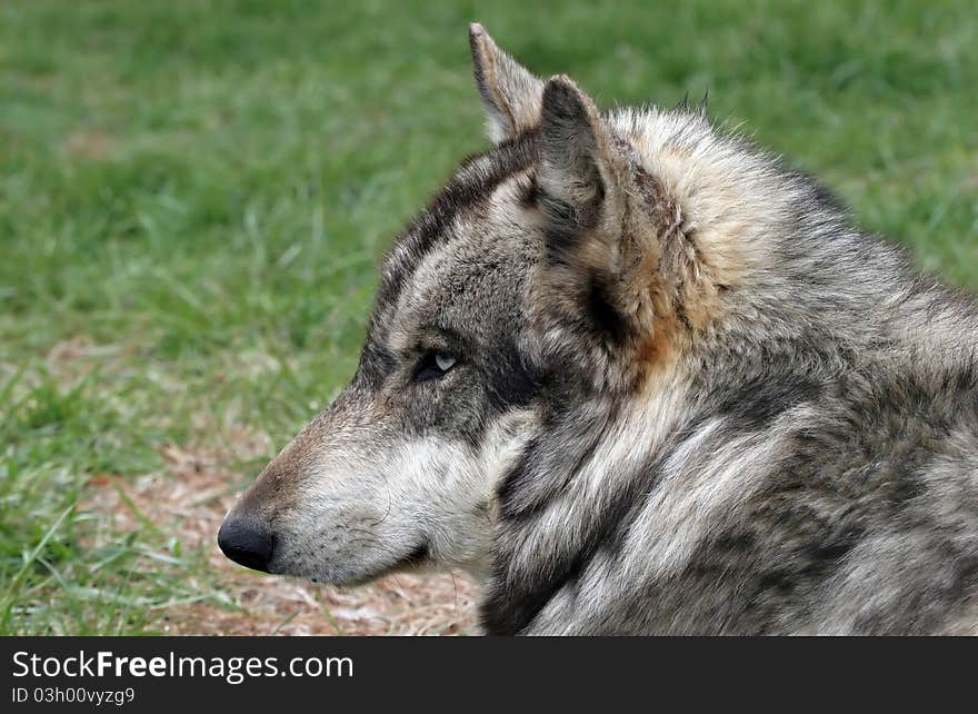 A wolf portrait in profile