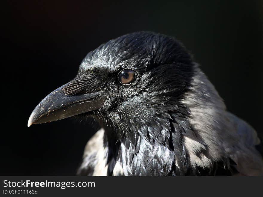 A Hooded Crow close up