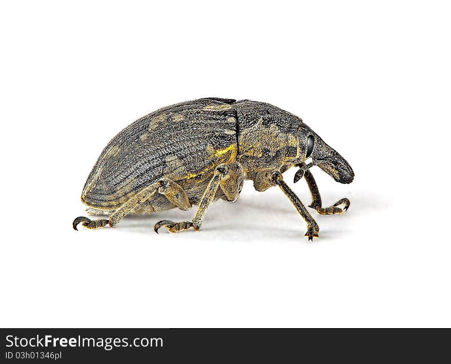 Snout beetle on white background