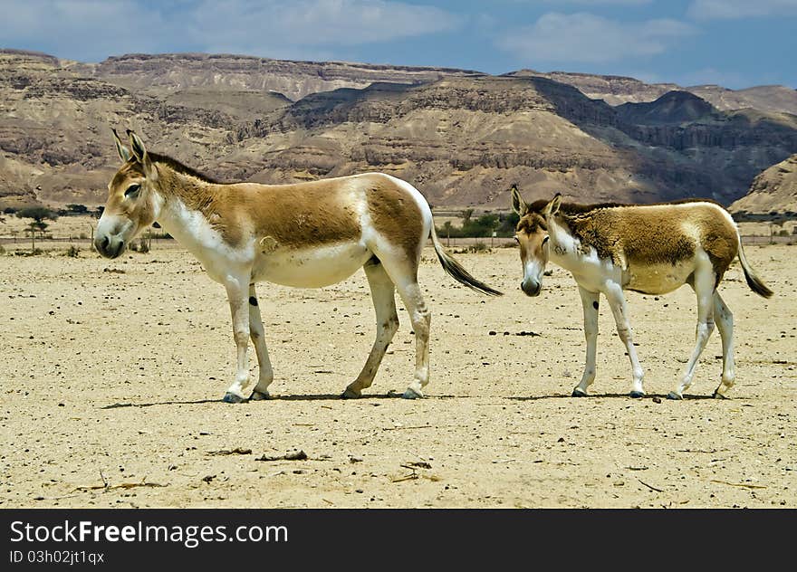 Onager ass at the Negev desert, Israel