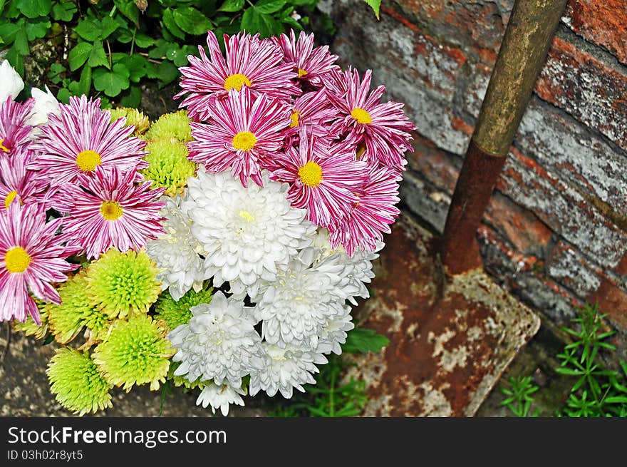 A display Of Colourful Flowers in a back yard in the UK. A display Of Colourful Flowers in a back yard in the UK