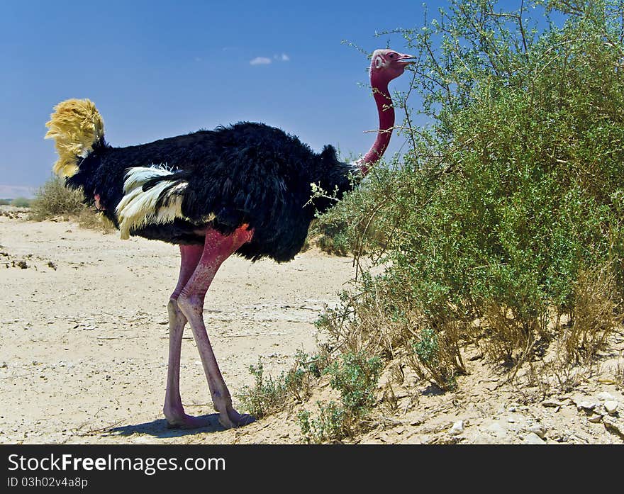 Male of African ostrich (Struthio camelus) was photographed in the desert of Hai Bar national reservation, 25 km from Eilat, Israel. Male of African ostrich (Struthio camelus) was photographed in the desert of Hai Bar national reservation, 25 km from Eilat, Israel