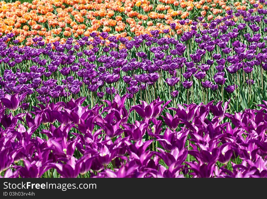 Field of pink and yellow tulips