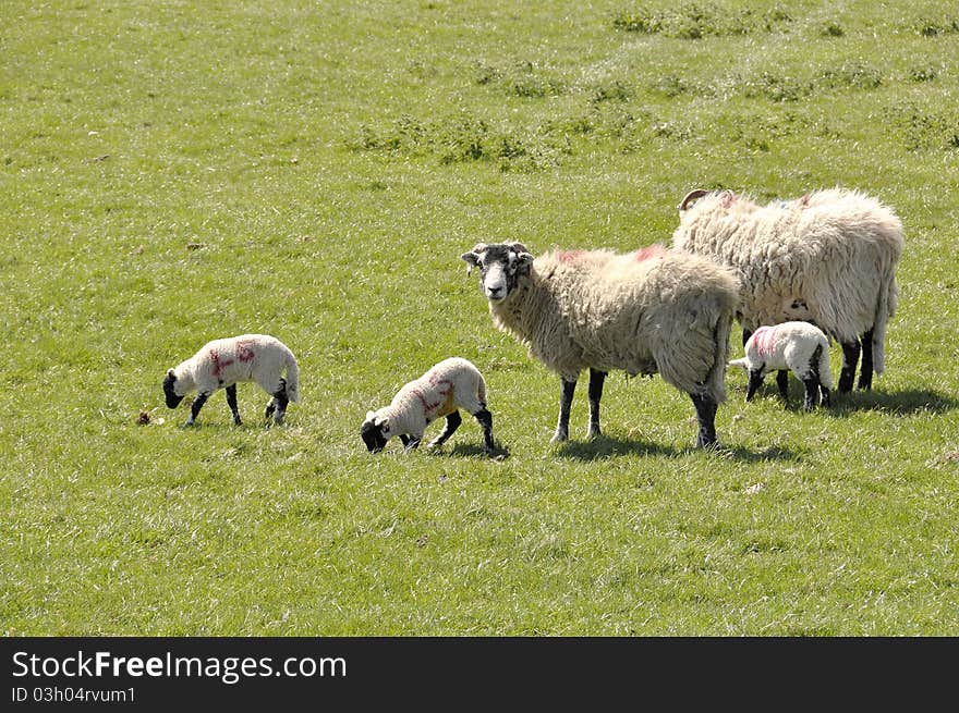 Lambs And Sheep In Field