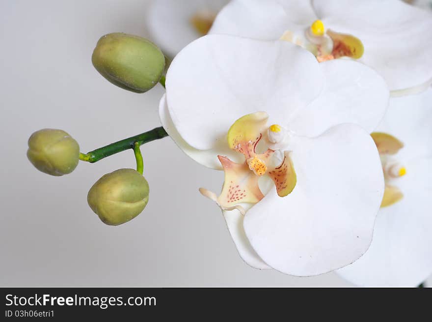 White orchids