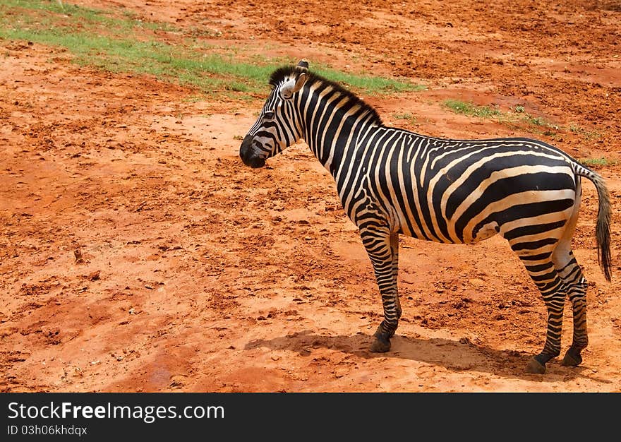 Zebra Wildlife Thawee of Africa