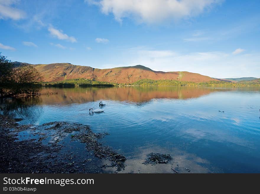 Swans on Derwent Water, Lake District