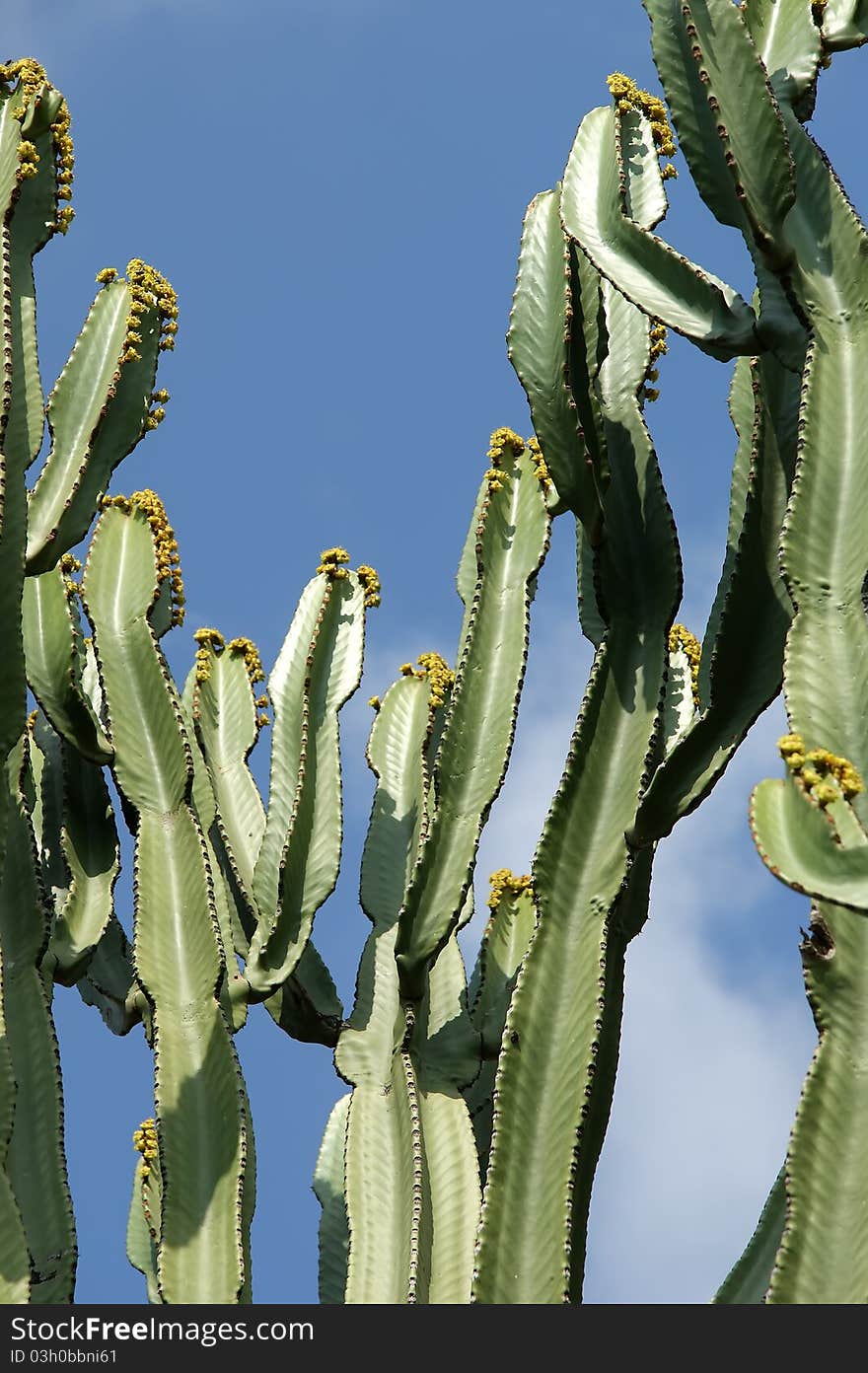 Cactuses closeup in natural conditions, on clear sky background