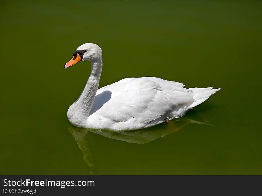 Swan On The Water