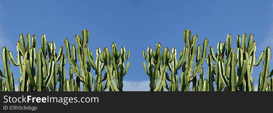 Cactuses closeup in natural conditions, on clear sky background