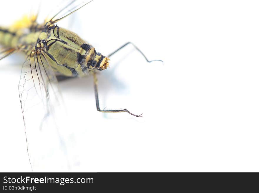 Dragonfly And White Background