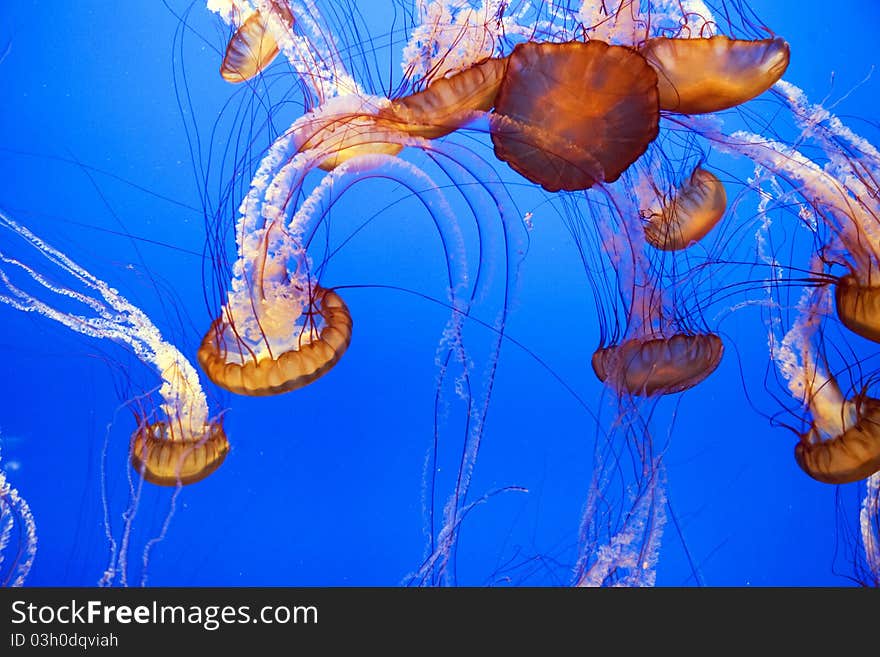 Beautiful Jelly fishes in the aquarium with blue background