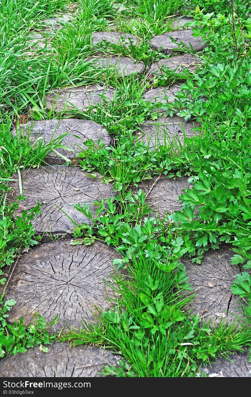 Close up of tree stumps makes a foot way among green grass in the garden. Close up of tree stumps makes a foot way among green grass in the garden