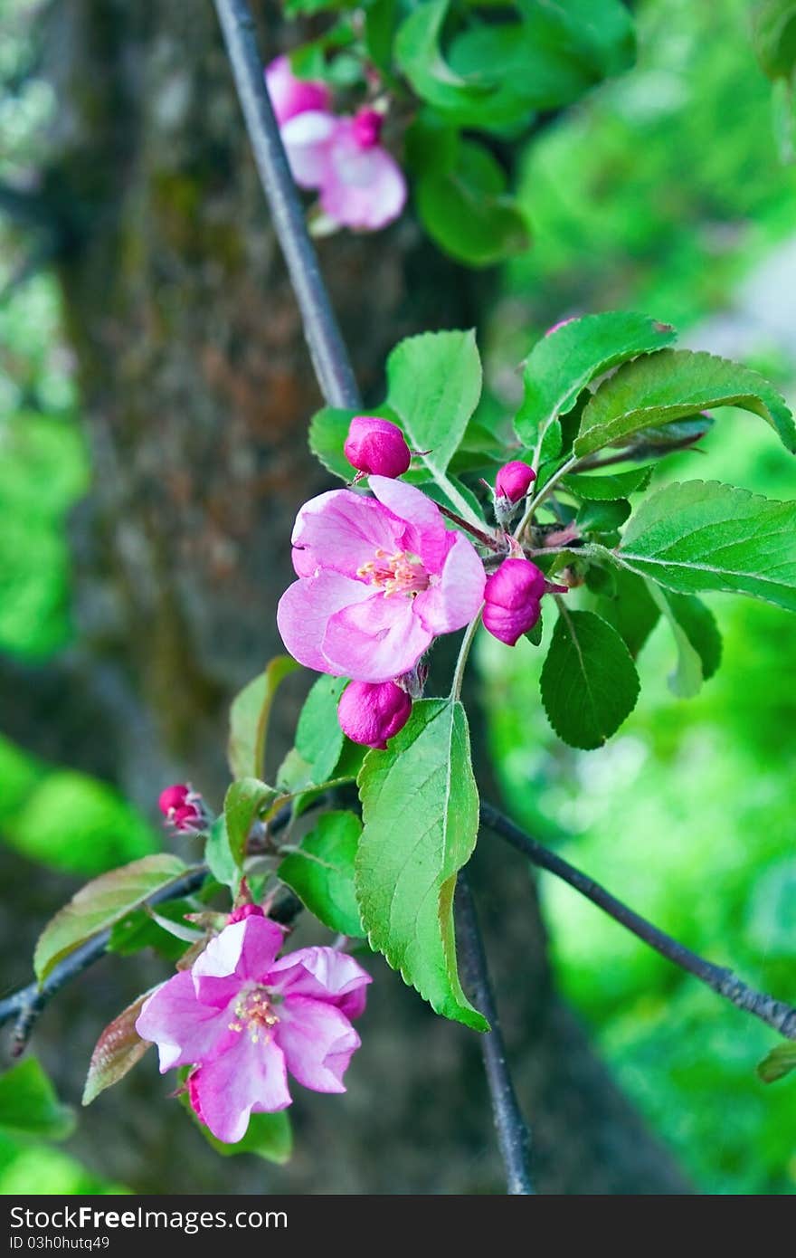 Branch of violet apple flowers